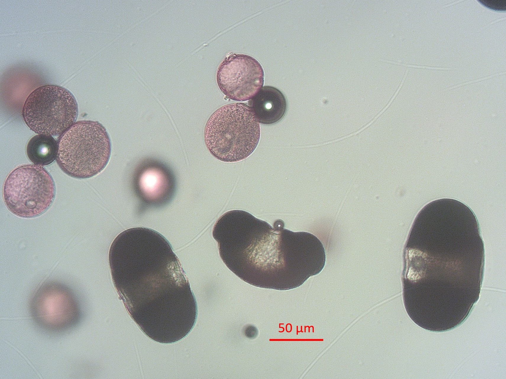 Pollen unter dem Mikroskop (100fache Vergrößerung).