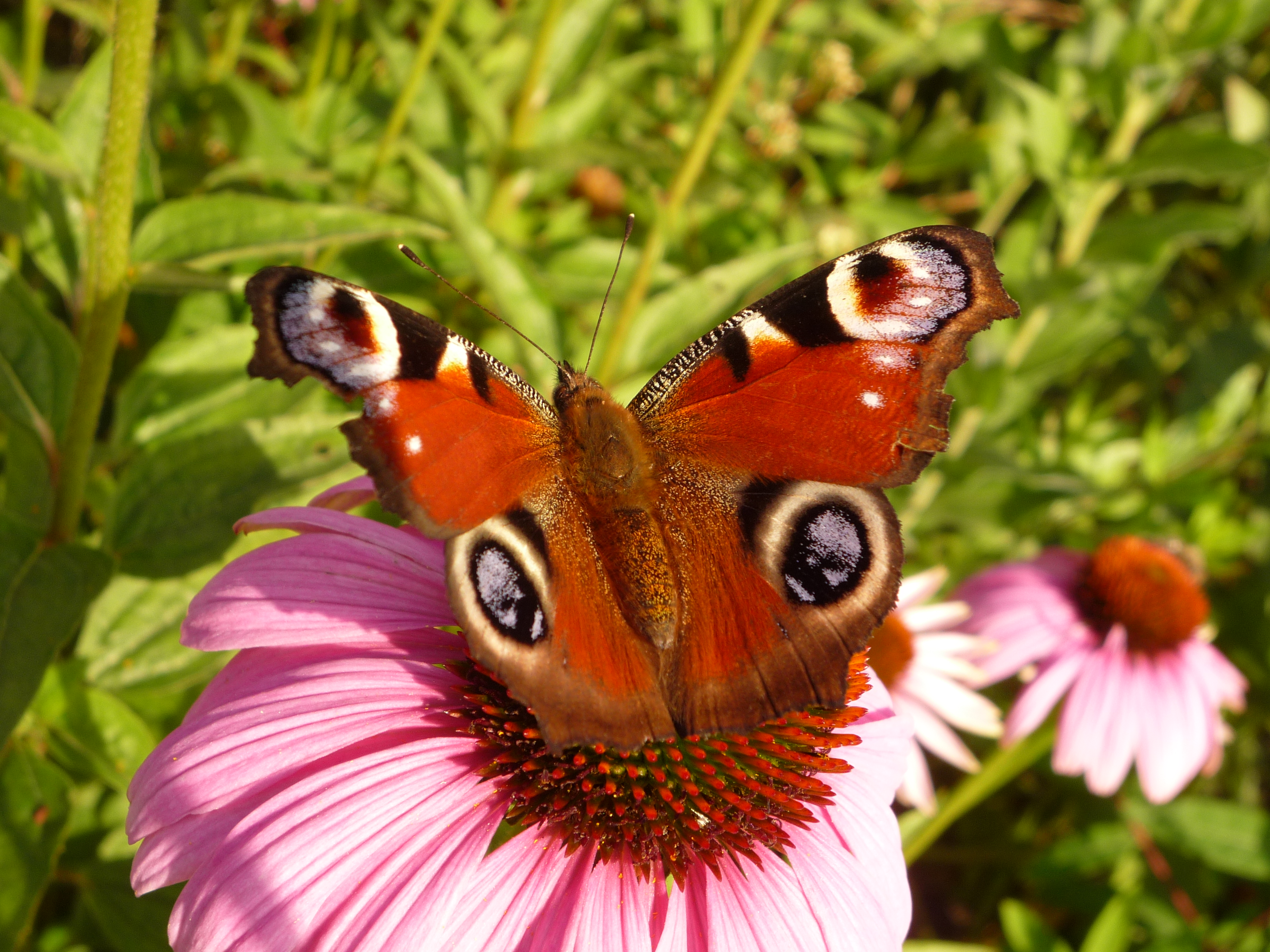 Schmetterling