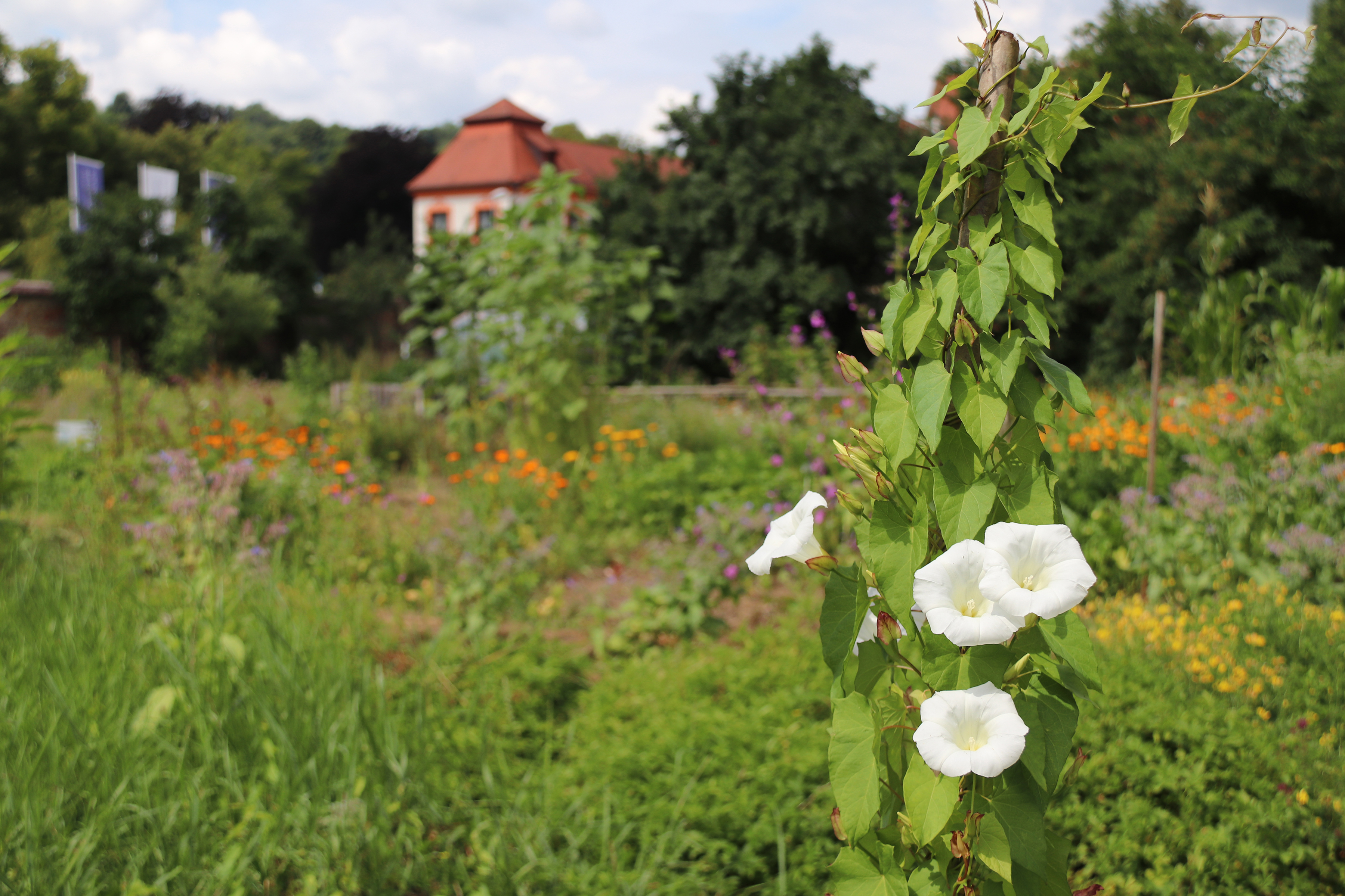 [Translate to Englisch:] Kapuzinergarten