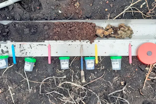 Moorbodenansprache und Probenahme der auf einem Ablageblech ausgebreiteten Bodenprobe.