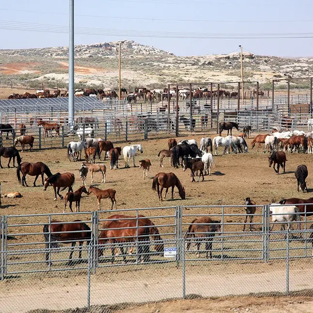 Mustangs Corel