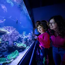 Aqurium