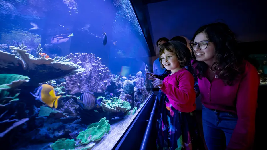 Aqurium