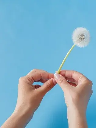 Zwei Hände halten Pusteblume vor blauem Hintergrund