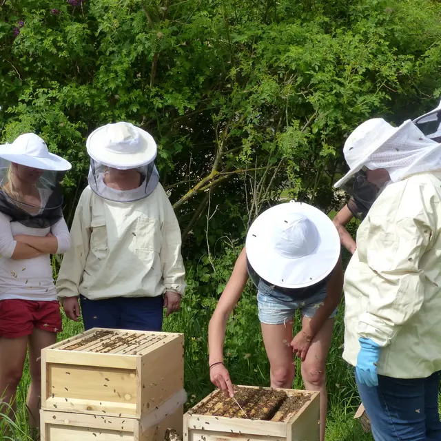 Studierende am Bienenstock