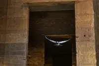 Taube im Tempel Philae