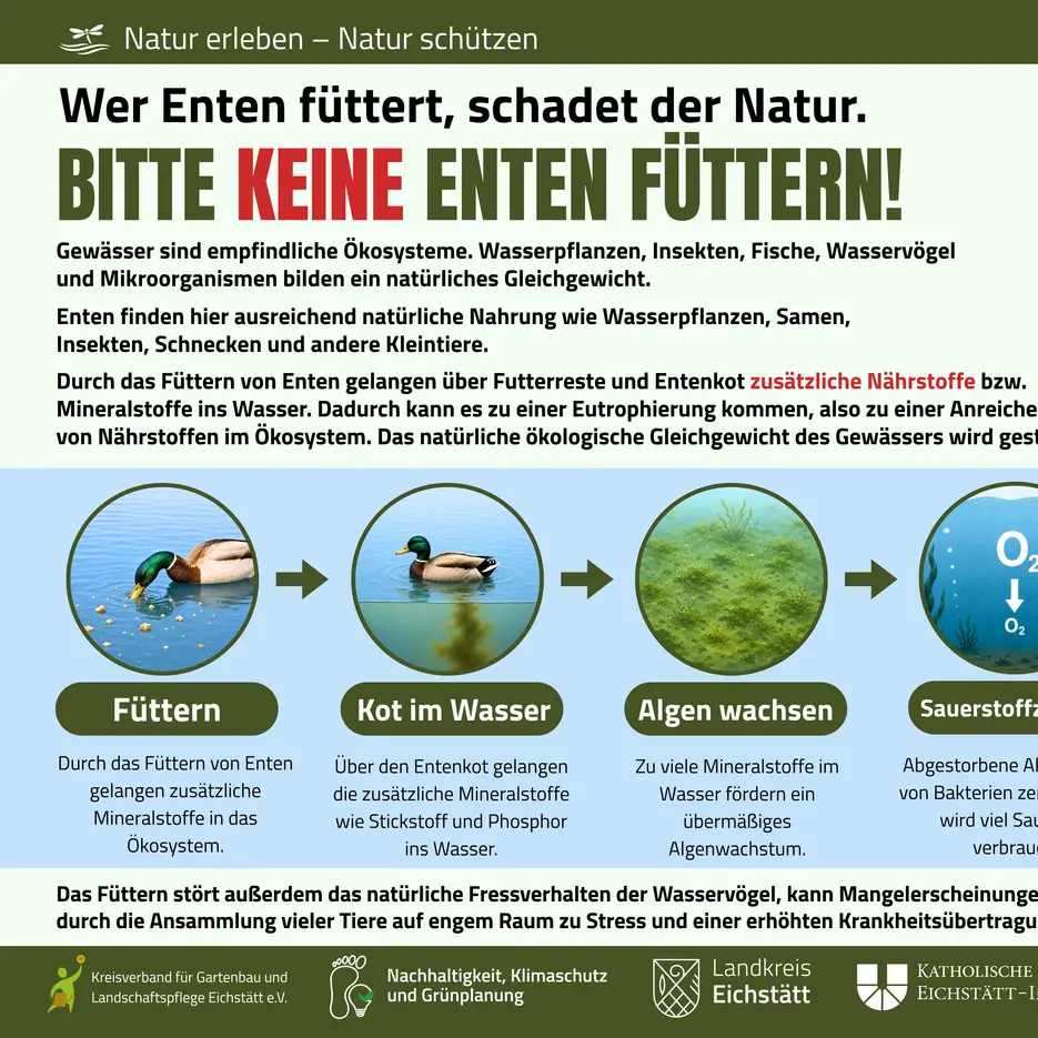 Entenf&uuml;ttern