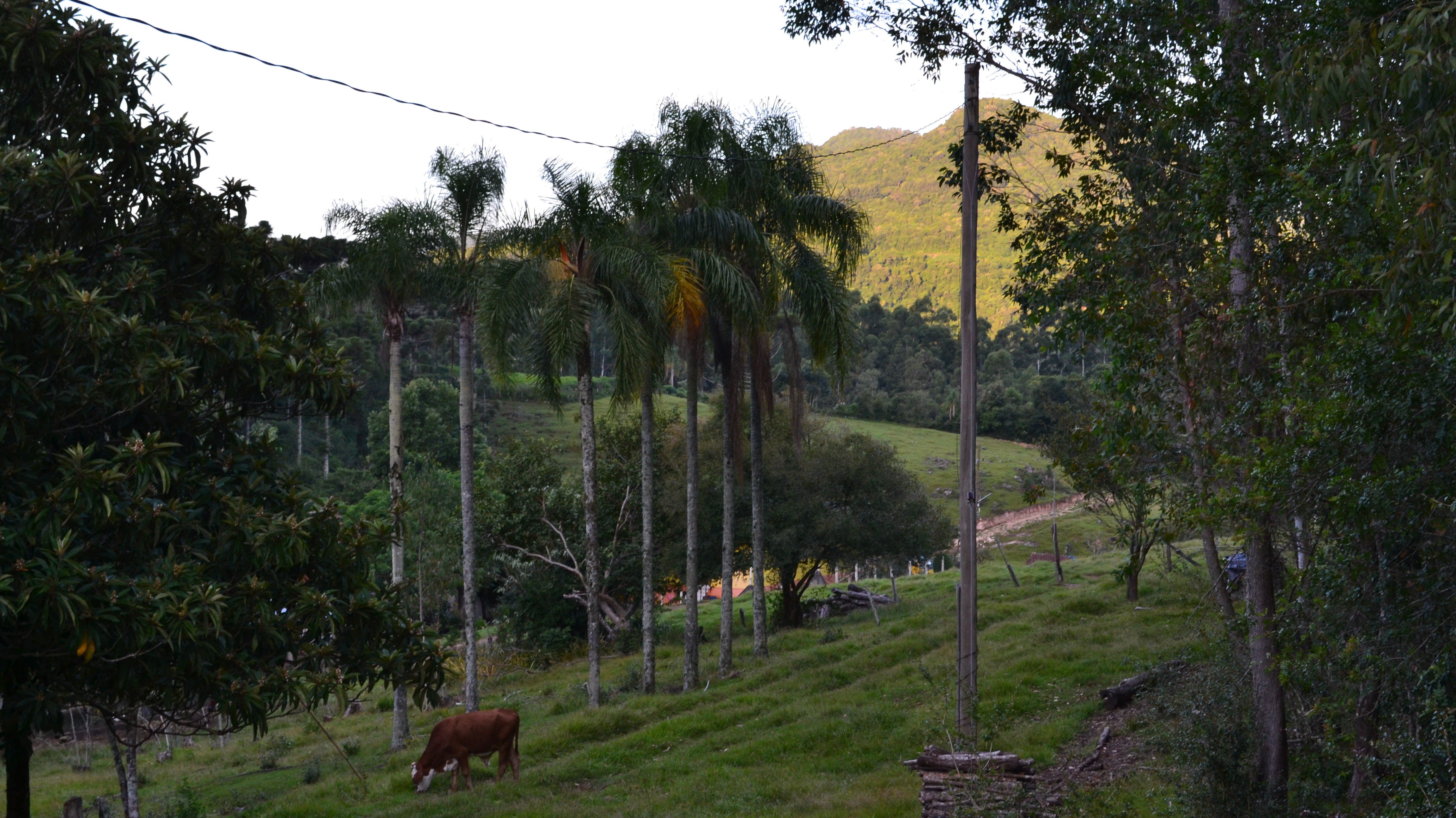 Agudo: landscape showing a cow