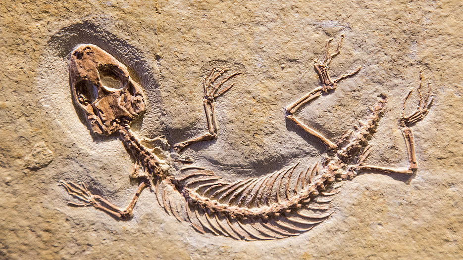 Der Abguss einer Versteinerung des „Eichstaettisaurus schroederi“, einer geckoartigen Eidechse, die in der Jura-Zeit in der Region.