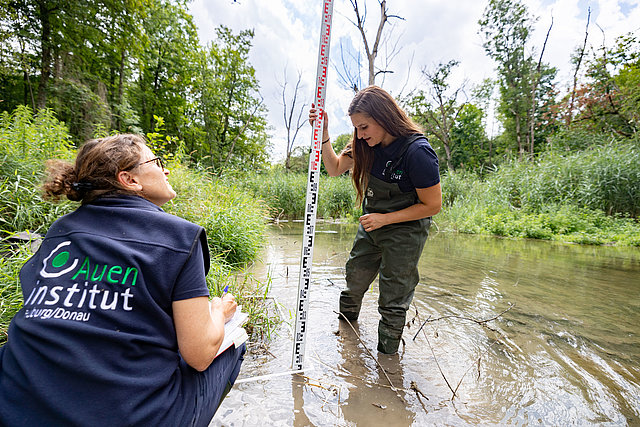 Employees of the Floodplain Institute Neuburg-Ingolstadt measure the level of a restored floodplain watercourse in the floodplain forest near Neuburg.