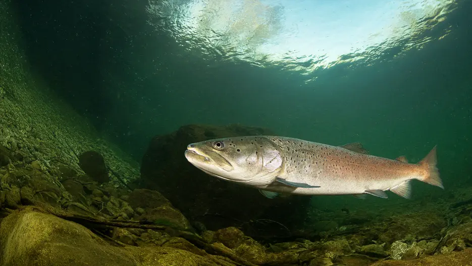 Fisch