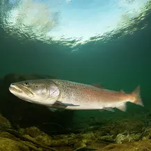Fisch
