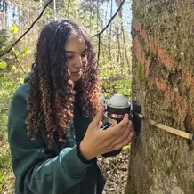 Caroline Werner, studentische Hilfskraft im Projekt REPHASE, installiert ein Dendrometer.