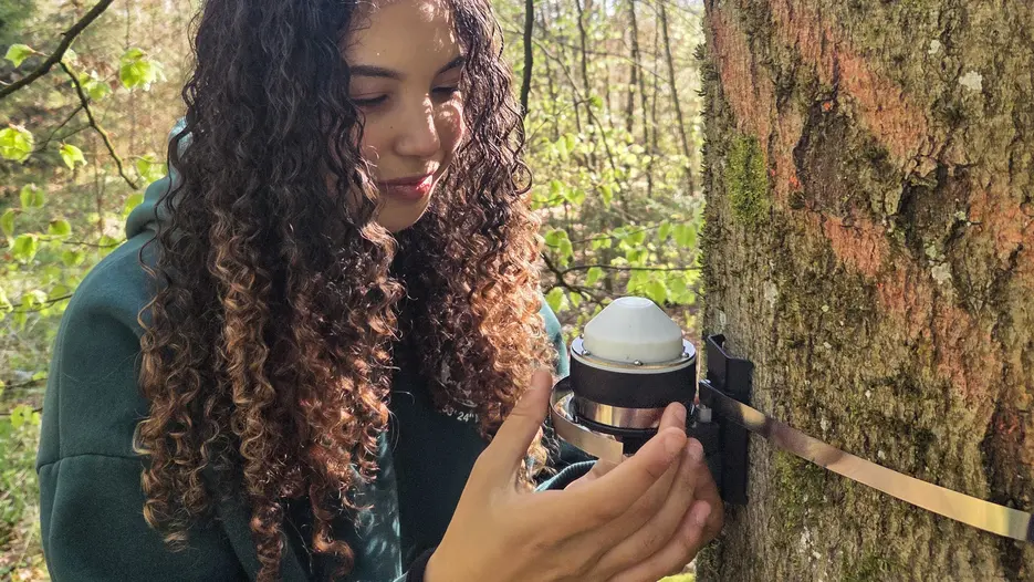 Caroline Werner, studentische Hilfskraft im Projekt REPHASE, installiert ein Dendrometer.