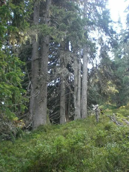 Sommer 2009