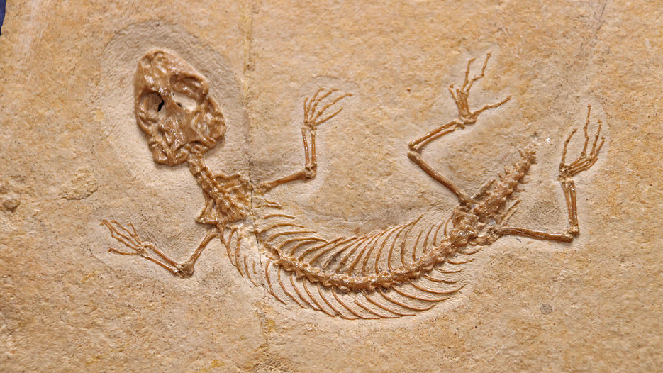„Eichstaettisaurus schroederi“ ist der älteste bekannte Vertreter der Geckos und zeigt, dass die ersten modernen Gruppen von Eidechsen bereits im Jura entstanden.