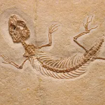 „Eichstaettisaurus schroederi“ ist der älteste bekannte Vertreter der Geckos und zeigt, dass die ersten modernen Gruppen von Eidechsen bereits im Jura entstanden.