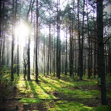 Waldgipfel 2025