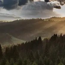 Wald