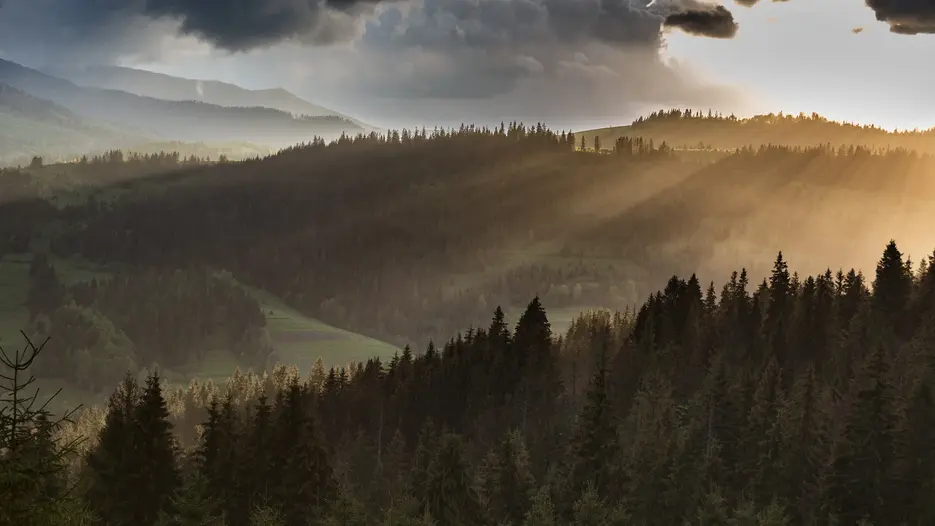Wald