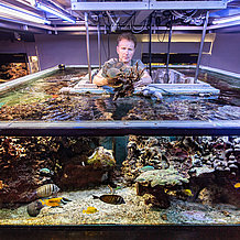 Aquarist Jörg Jahns vom Jura Museum in Eichstätt hebt eine Koralle aus dem großen Salzwasseraquarium. Das größte und artenreichste Riff Bayerns muss evakuiert werden.