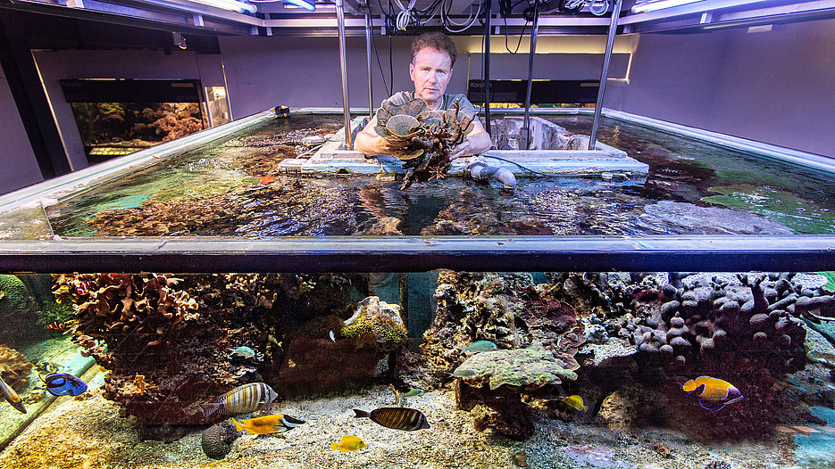 Aquarist Jörg Jahns vom Jura Museum in Eichstätt hebt eine Koralle aus dem großen Salzwasseraquarium. Das größte und artenreichste Riff Bayerns muss evakuiert werden.