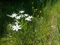 Milchstern - Ornithogalum umbellatum