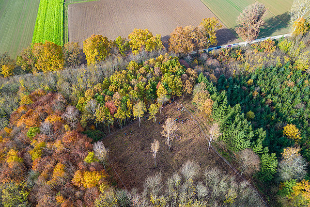 A bird's eye view of the research forest.