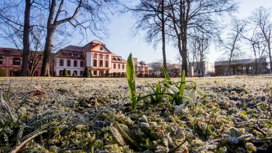 Sommerresidenz_Schneeglöckchen
