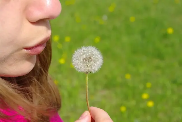 Pusten einer Pusteblume auf einem grünen Feld 