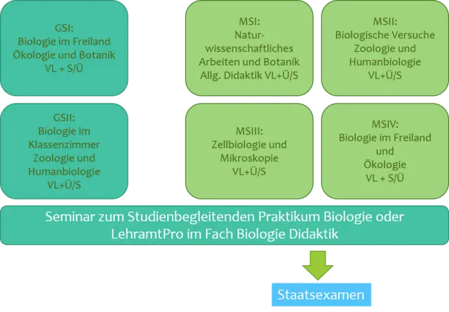 Pflichtmodule Didaktikfach Biologie