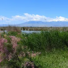 Armash-Feuchtgebiete in Armenien 