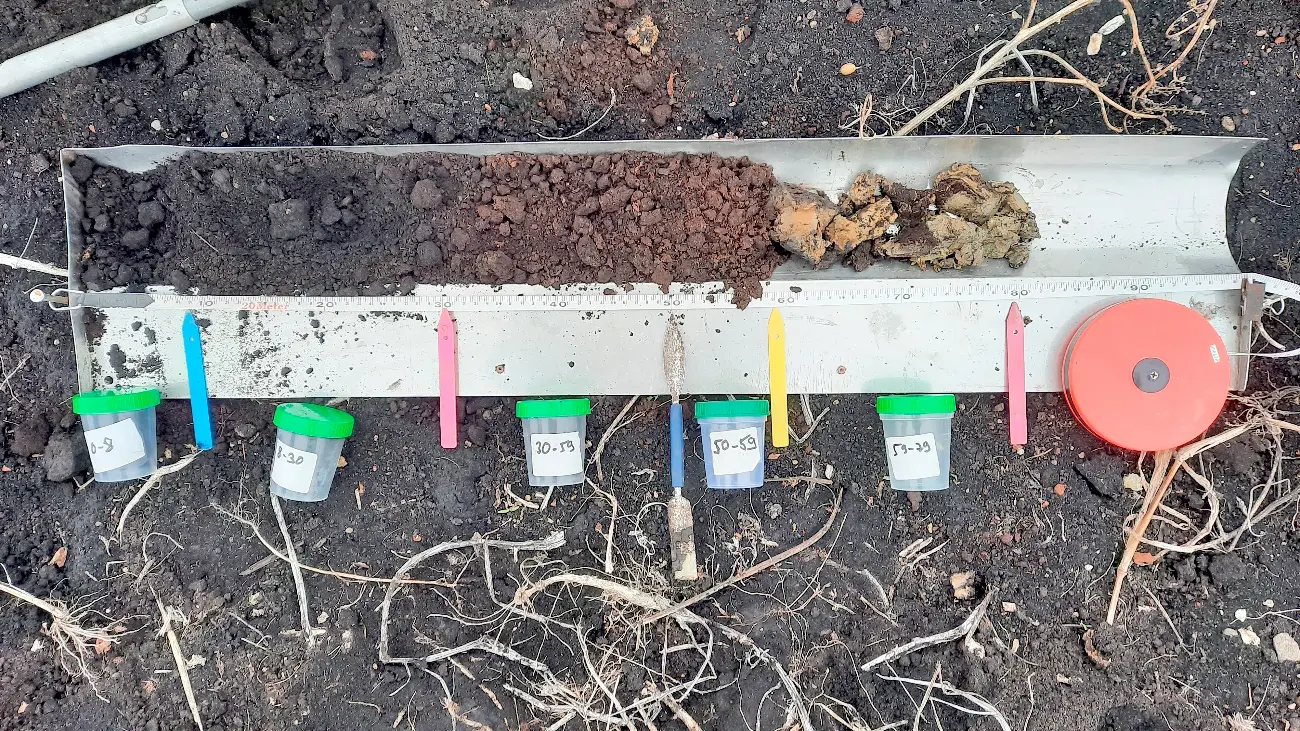 Moorbodenansprache und Probenahme der auf einem Ablageblech ausgebreiteten Bodenprobe. 