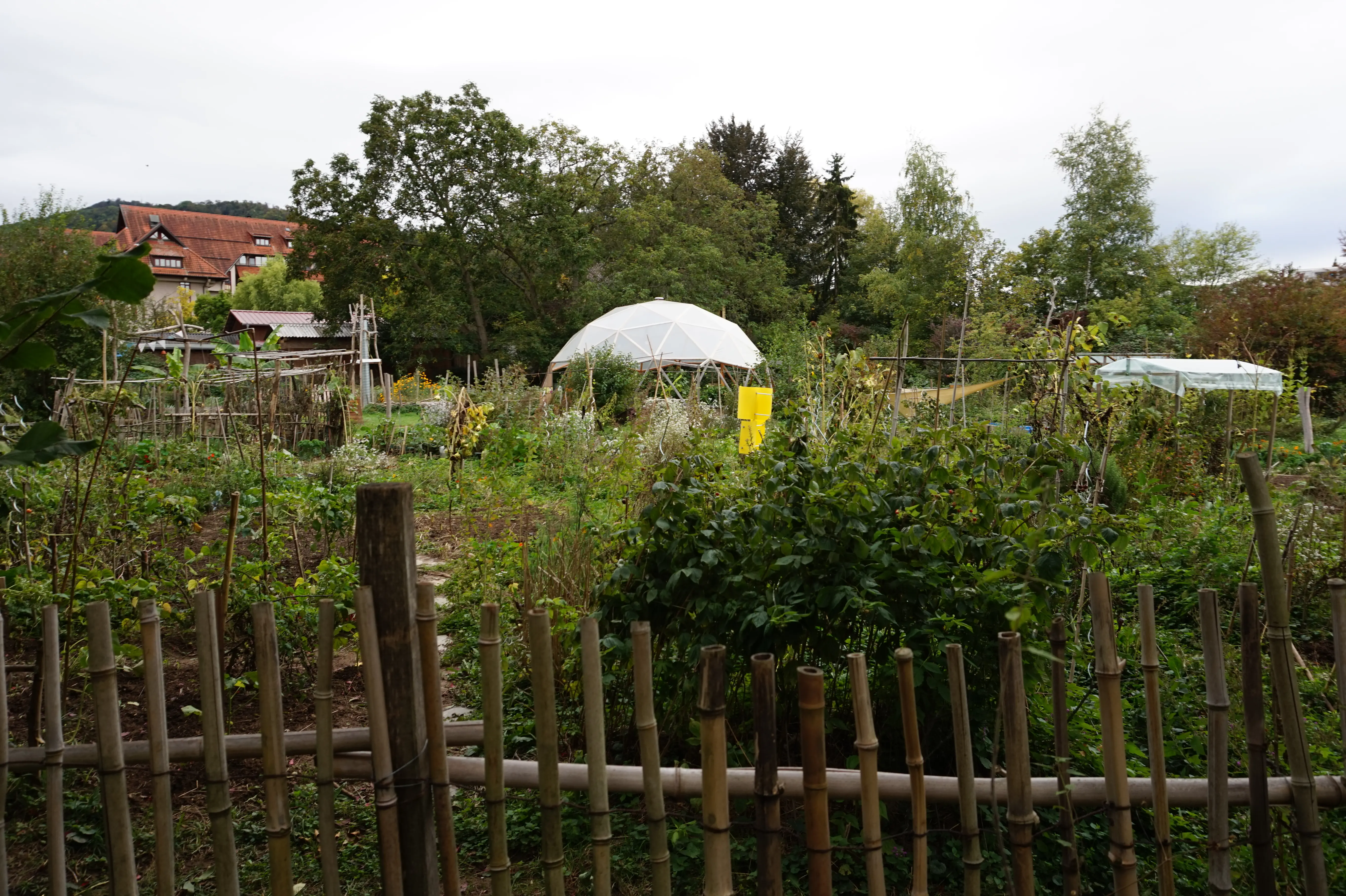 Urban Gardening in Freiburg-Vauban