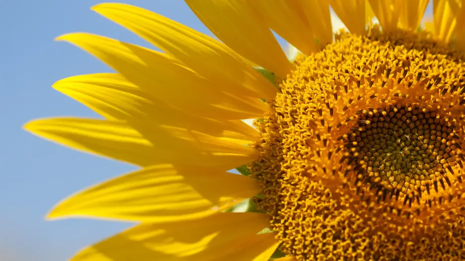 Sonnenblume