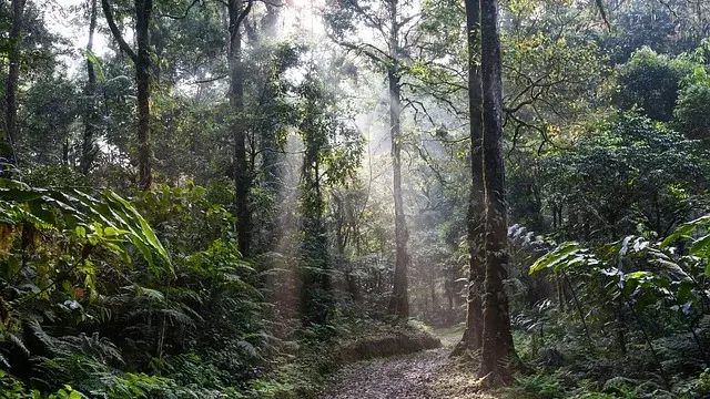 Regenwaldpic_02.jpg