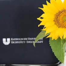 Sonnenblume