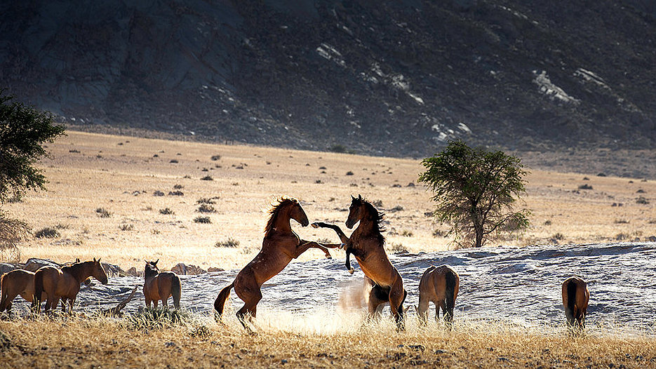 Namib-Wildpferde bei Garub