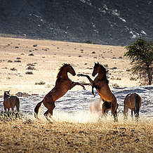 Namib-Wildpferde bei Garub