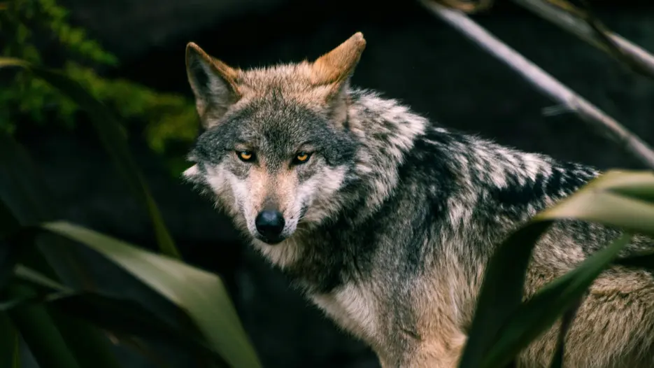 Im Land der W&ouml;lfe