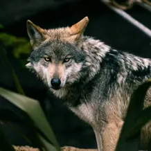 Im Land der W&ouml;lfe