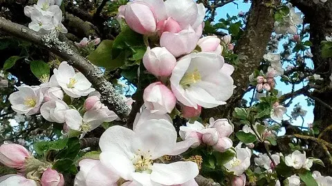 Apfelblüte