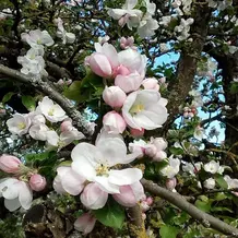 Apfelblüte