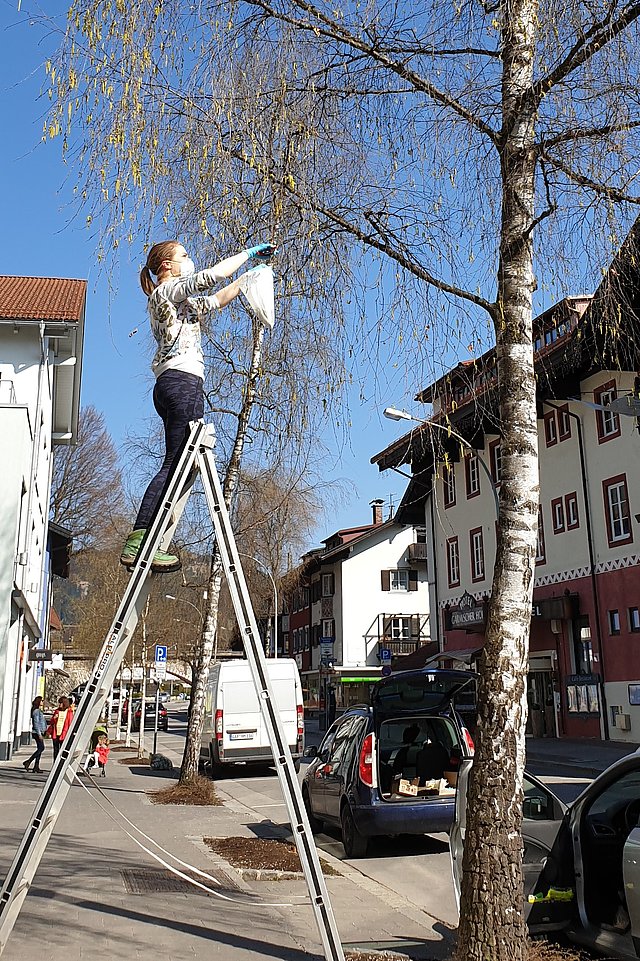 Wie viele Pollen sich noch in den Blüten befinden, werden die Forschenden laufend an ausgewählten Bäumen im Stadtgebiet von Ingolstadt bestimmen.