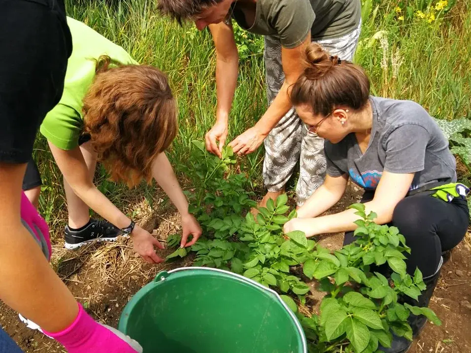 Students in the KU community garden Kapuzinergarten