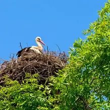 Eingangsimpuls_9_4_19_Heimat_gestalten_storch.jpg