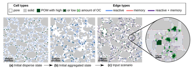 Modeling of a microaggregate that includes particulate organic matter (POM) with varying carbon content (OC) in addition to pores (pore) and solid matter (solid).