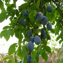 Pflaumenbaum