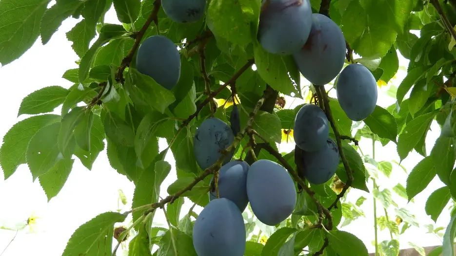 Pflaumenbaum