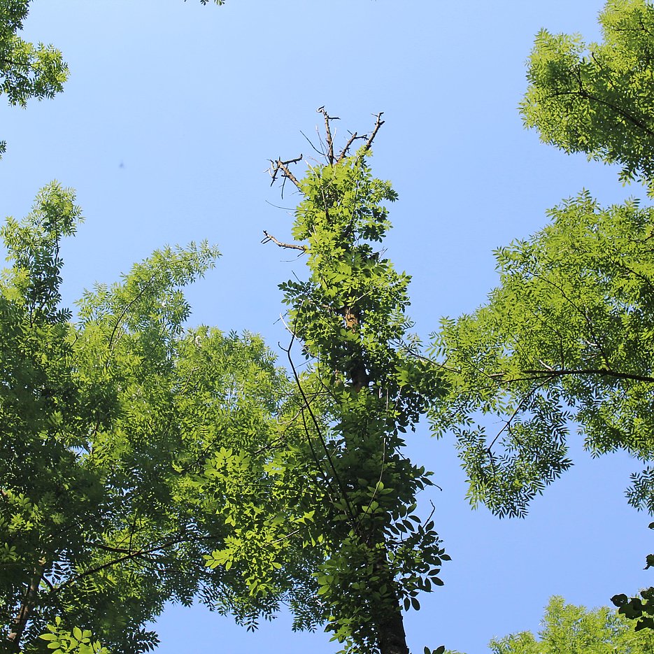 Trees affected by ash dieback initially show wilted and discolored leaves and shoots, then the crowns become bare. Even if the weakened trees are not attacked by further pests, they perish within a few years. 